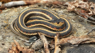 Garter Snake Bite