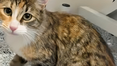 Maclean Cameron Animal Adoption Center