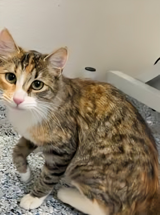 Maclean Cameron Animal Adoption Center