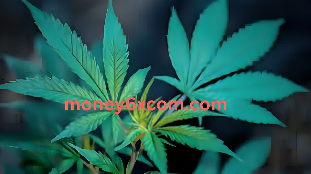 Blueberry Gelato Strain