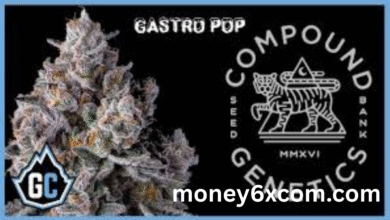 Gastro Pop Strain
